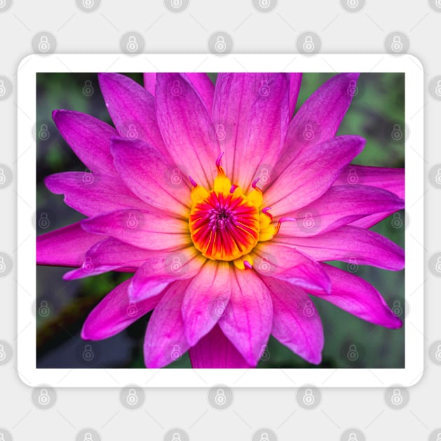 Pink Lotus with Red and Yellow Colours Sticker by Design A Studios